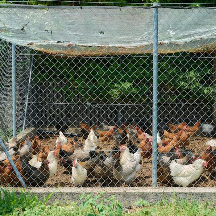 Chicken Tractor vs Stationary Coop: Which Is Right for You?