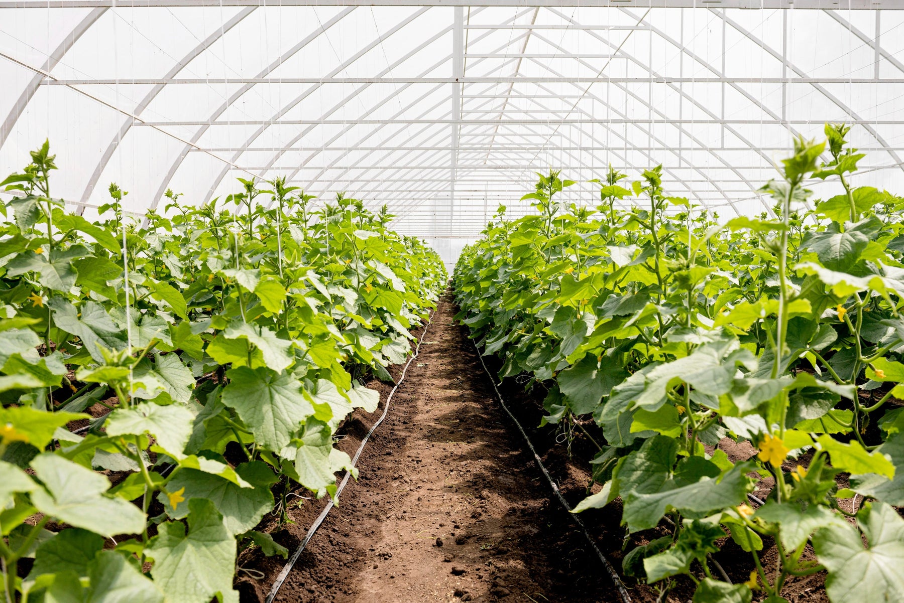 what is a greenhouse made of