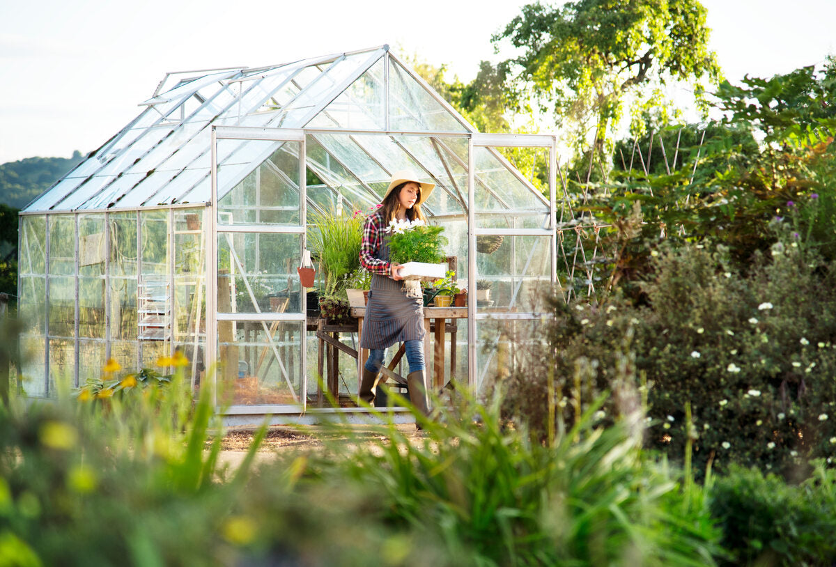 why are greenhouses green