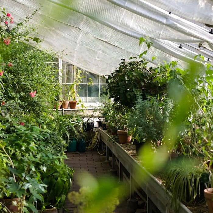 How Do Greenhouses Work? Beginner’s Guide