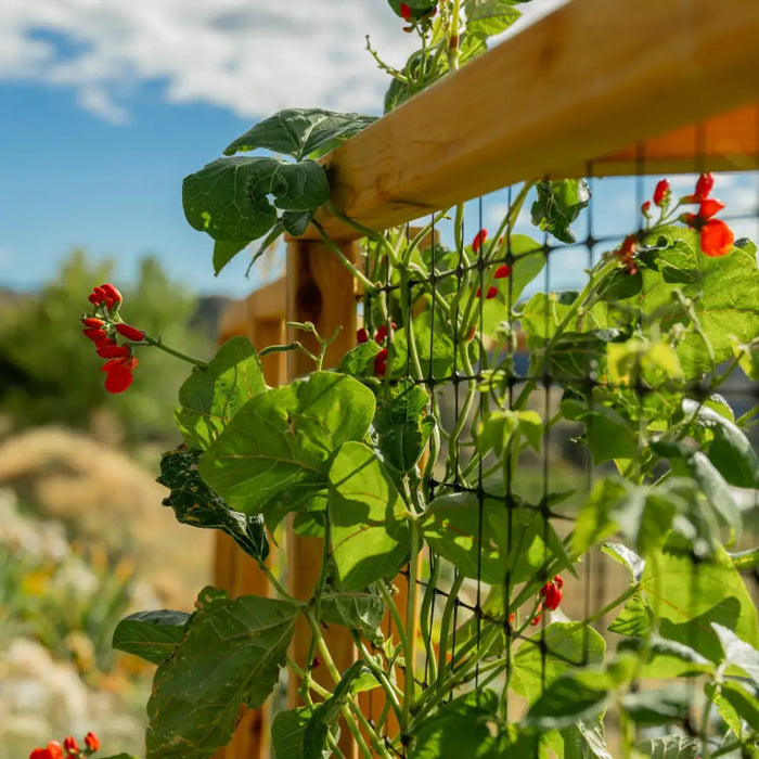 Outdoor Living Today 12x8 Deer Proof Garden Bed with red beans growing on a trellis with green leaves against a blue sky.