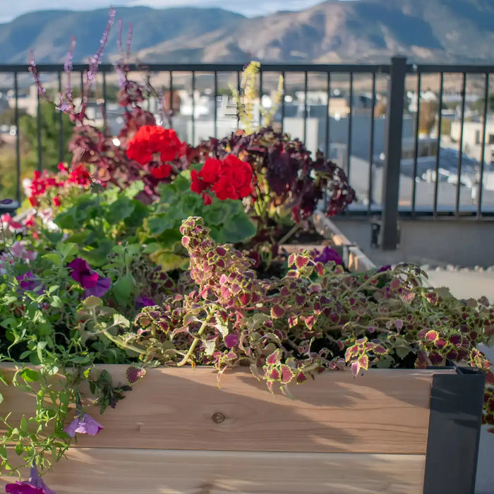 Outdoor Living Today 6x3 Urban Raised Garden Bed with Colorful flowers in a wooden planter with a mountainous background