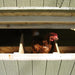 Little Cottage Company - Colonial Gable Chicken Coop Kit - Nesting Box Close Up View