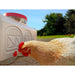 Chicken drinking from the OverEZ Classic Waterer outdoors