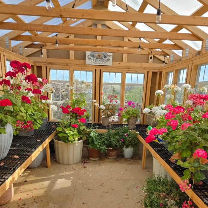 Ez fit greenhouse greenhouse with wooden beams and potted flowers, including red, pink, and white varieties.