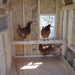Little Cottage Company - Gambrel Barn Coop - Interior with Chickens