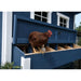 Chicken standing on the blue Coastal OverEZ Large Chicken Coop nesting box.