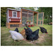 Chickens beside an OverEZ Medium Chicken Coop