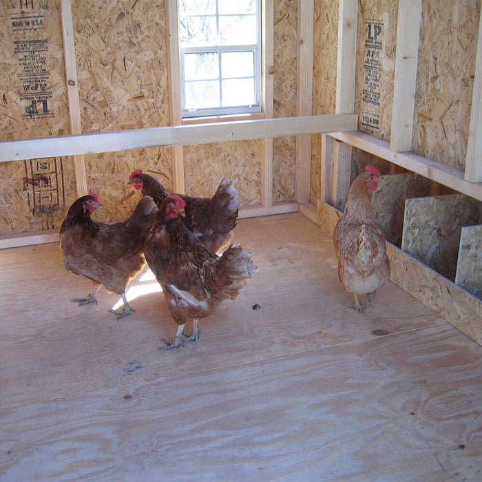 4x6 or 6x8 Colonial Gable Chicken Coop Kit - Inside View